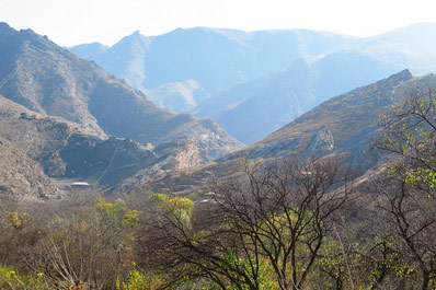Arbre géant,  les montagnes de Nourata